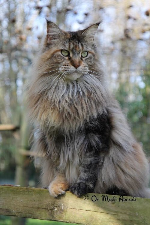 Maine Coon Lifespan: How Long Do Maine Coons Live?