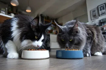 Maine Coon Feeding Schedule: How Often & When to Feed Your Cat
