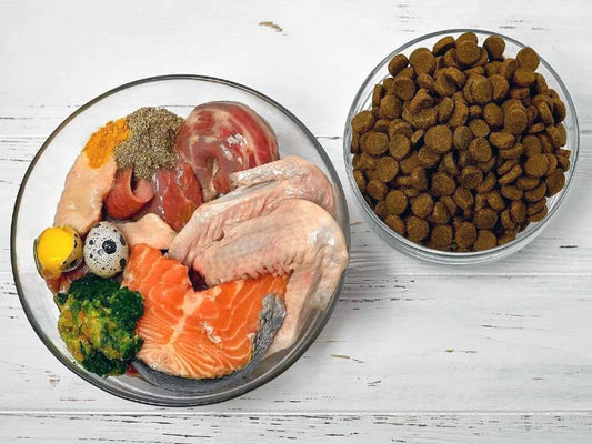 What Do Maine Coon Cats Eat?