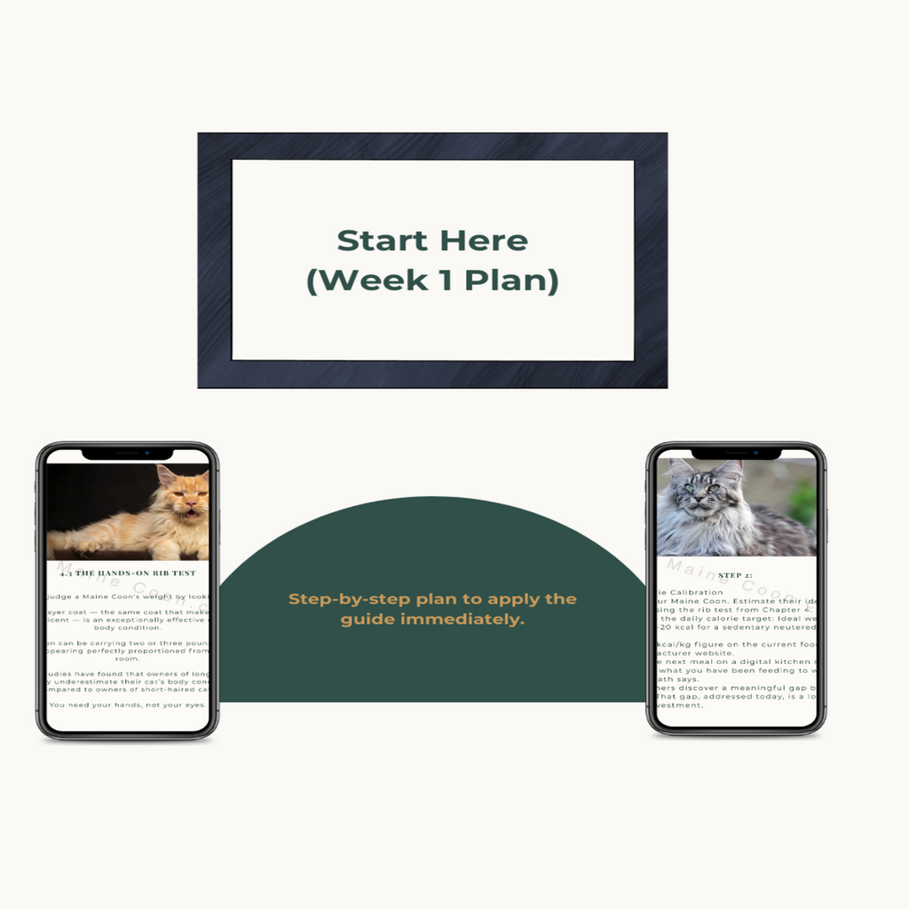 BORN MAJESTIC: THE ADULT MAINE COON DAILY DIET GUIDE