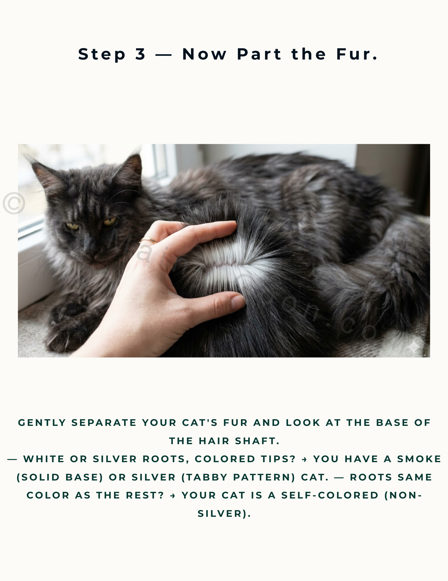 What Color Is My Maine Coon? — The Ultimate Coat Identification Guide | Instant Download