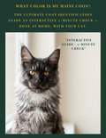 What Color Is My Maine Coon? — The Ultimate Coat Identification Guide | Instant Download