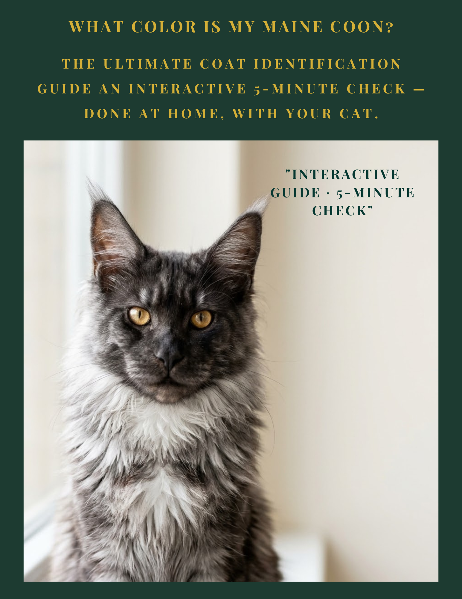 What Color Is My Maine Coon? — The Ultimate Coat Identification Guide | Instant Download